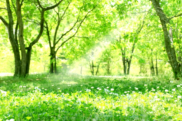 森林に光が入る様子