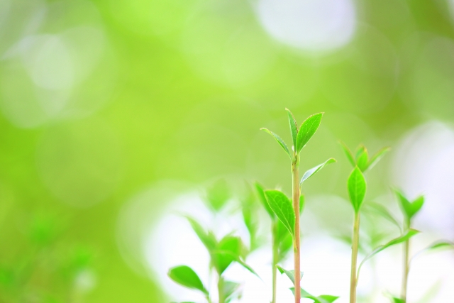緑の新芽