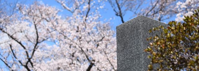 お墓と桜