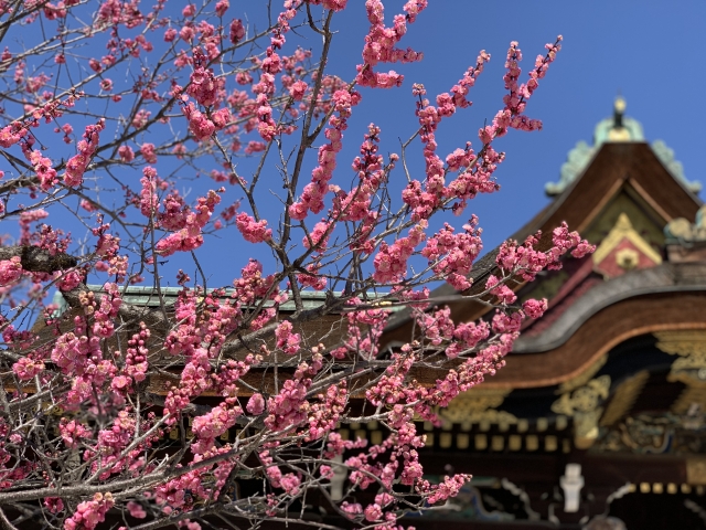 お寺と梅