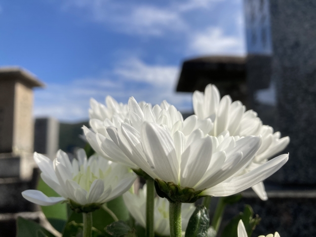 菊とお墓