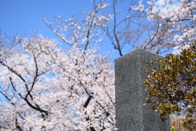 お墓と桜